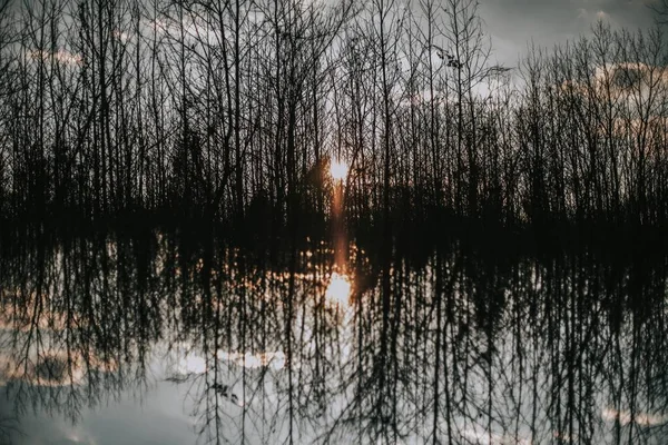 Lindo tiro de uma floresta espessa com reflexão na água e luz solar brilhando através — Fotografia de Stock