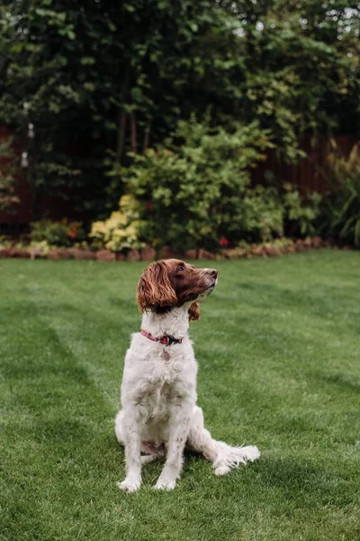 Függőleges lövés egy fehér és barna kutya, piros pórázon zöld fű keres az oldalon — Stock Fotó