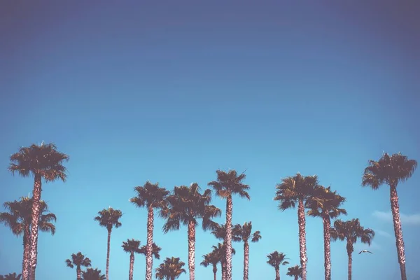 Hermosa toma de palmeras sobre un fondo azul cielo claro — Foto de Stock