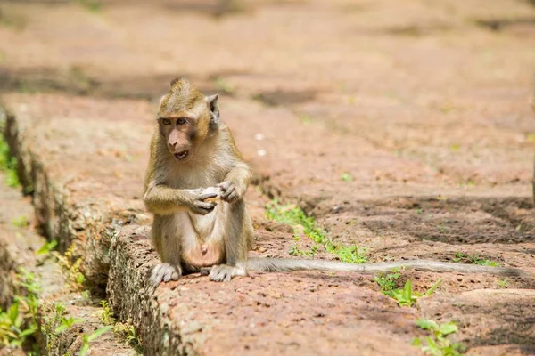 Junger Makakenaffe sitzt und frisst Früchte. — Stockfoto