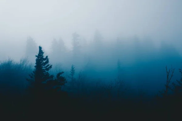 Hermosa foto de un misterioso bosque de niebla oscura con altos pinos —  Fotos de Stock