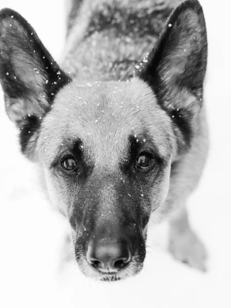 Primo piano colpo verticale in scala di grigi di un cane pastore tedesco amichevole in piedi sotto la neve — Foto Stock