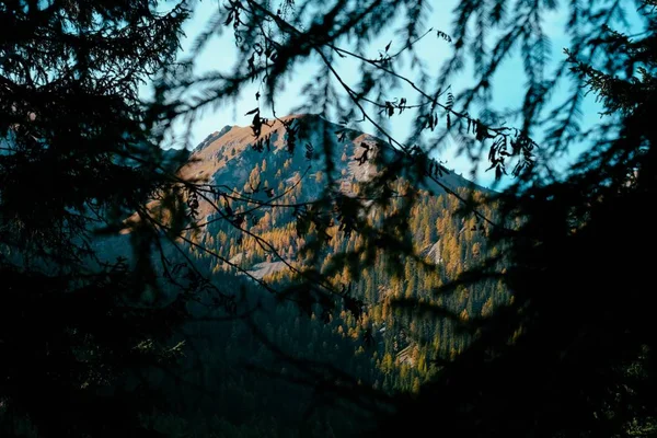 Dalların geniş görüntüsü ve uzaktaki bir dağda sarı ağaçlar. — Stok fotoğraf