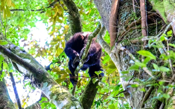 Nízká úhlová střela opice, která kráčí po větvi se rozmazanou přirozenou tapetu — Stock fotografie