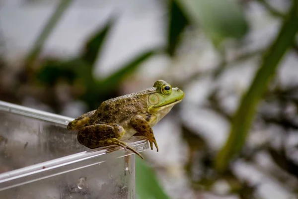Closeup of a frog standing on a jar with natural blurred background