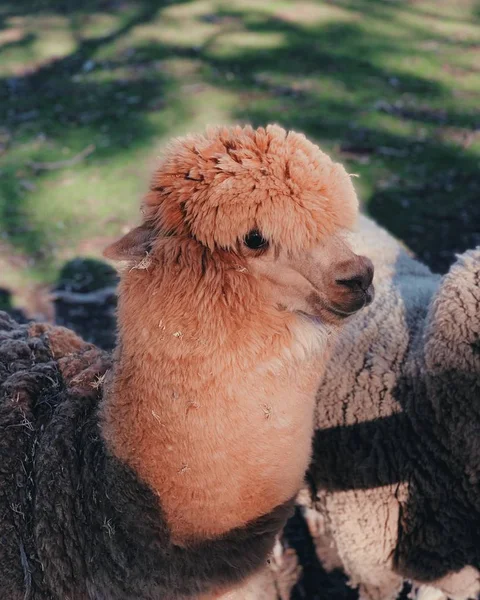 Closeup tiro vertical de uma alpaca marrom bonito — Fotografia de Stock