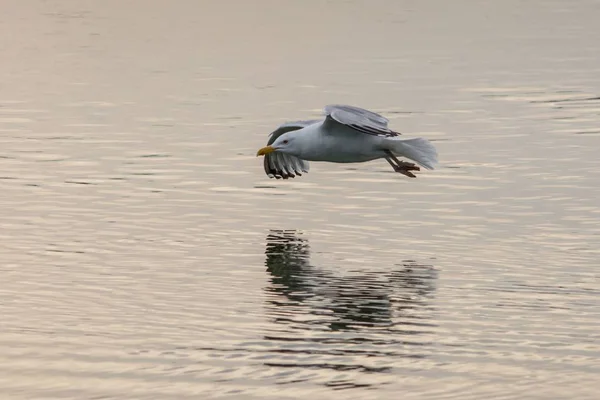 Seagull flying low over a lake with reflection in the water — Stock Photo, Image