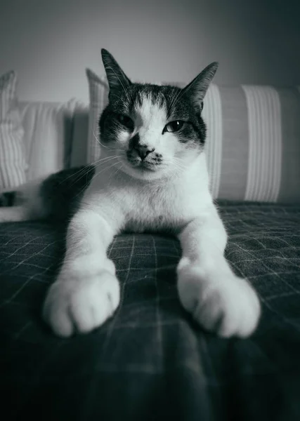 Tiro vertical de um gato deitado em uma cama olhando para a câmera em preto e branco — Fotografia de Stock