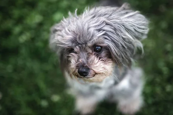 Lindo primer plano de un cachorro — Foto de Stock