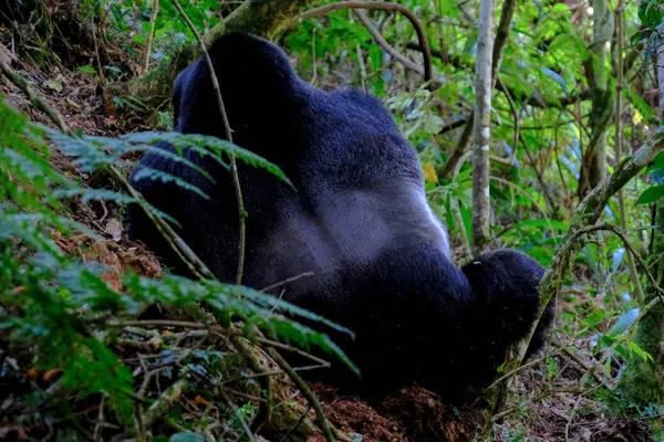 Close Shot av en orangutang bakifrån sitter nära träd och växter — Stockfoto