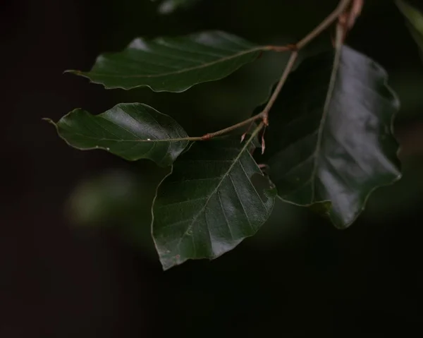 숲속의 아름다운 야생 녹색 잎의 클로즈업 샷 — 스톡 사진