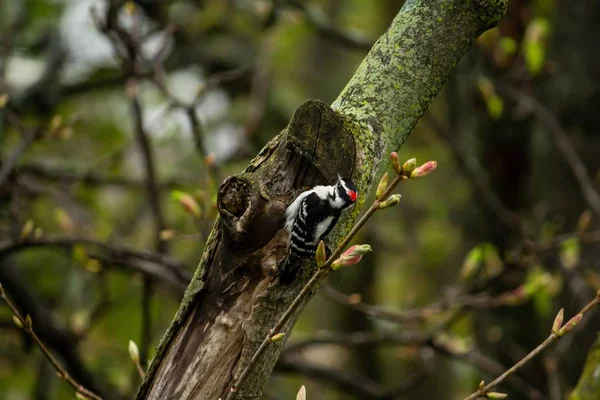 Primo piano di un bel picchio avorio seduto su un albero con sfondo naturale sfocato — Foto Stock