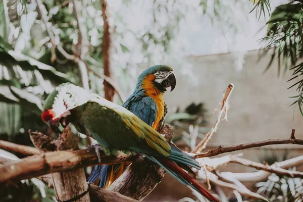 Bela arara colorida papagaios em ramos finos de uma árvore em um parque — Fotografia de Stock