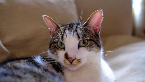 Close-up tiro de um gato deitado no sofá olhando para a câmera com fundo borrado — Fotografia de Stock