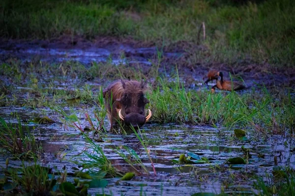 Warthog de pie en agua fangosa cerca de las plantas y un fondo borroso — Foto de Stock