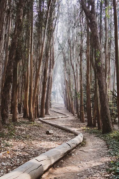 A beautiful shot of a hiking path in a foggy forest with tall brown trees in San Francisco