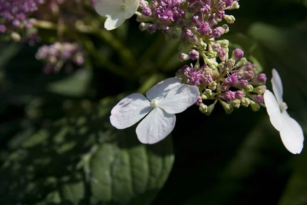 Beau gros plan de pétales de fleurs blanches et de bourgeons violets — Photo
