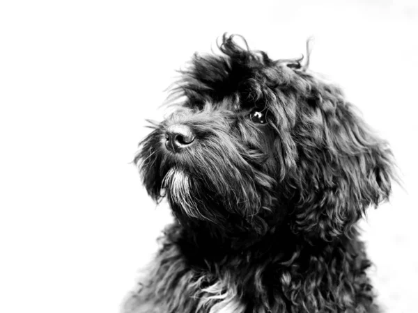 一个可爱的黑色Schnoodle类型的狗与白色背景的特写镜头 — 图库照片