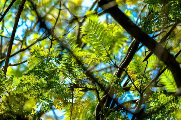 Tiro de foco seletivo de folhas verdes e ramos em um dia ensolarado — Fotografia de Stock