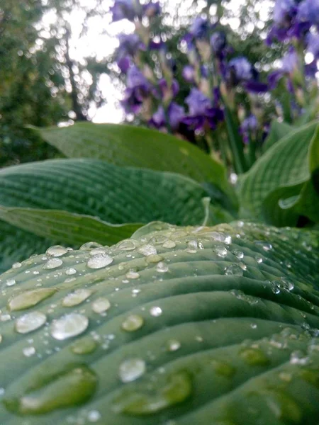Closeup s krásnými velkými zelenými tropickými listy s ranním Doletím — Stock fotografie