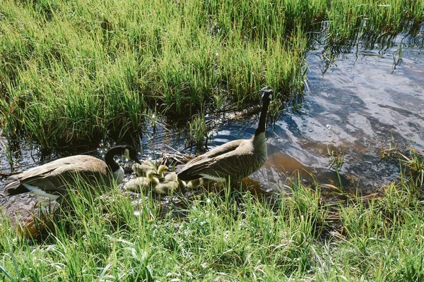 Närbild skott av två ankor stående i vattnet nära ankungar i mitten av gräset fält — Stockfoto