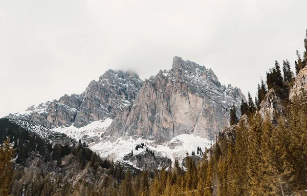 Prachtig bos op een heuvel met hoge rotsachtige besneeuwde bergen — Stockfoto