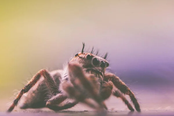 ネコハエトリ ハエトリグモ蜘蛛クモ — ストック写真