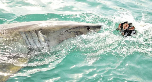 Gran tiburón blanco rompiendo la superficie del mar para atrapar señuelo de carne y señuelo de sello . — Foto de Stock