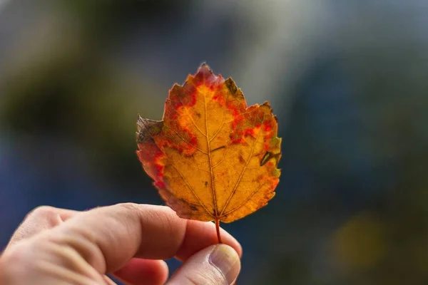 Weibchen mit einem schönen gelben und roten Blatt mit unscharfem natürlichen Hintergrund — Stockfoto