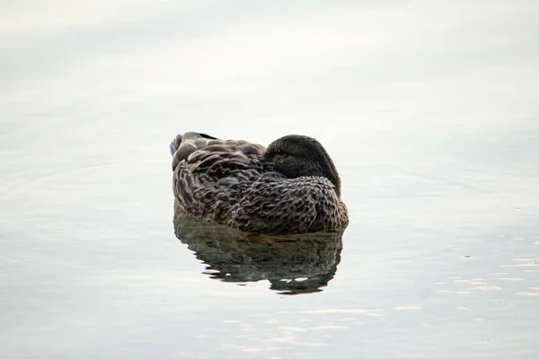 Крупный план утки, плавающей в воде — стоковое фото
