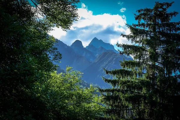Beautiful shot of green trees and forested mountain in the distance under a cloudy sky — Stock Photo, Image