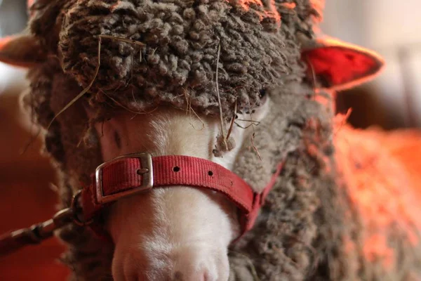 Zbliżenie owiec z czerwonym paskiem wiązanym na twarzy z brązowym futerkiem — Zdjęcie stockowe