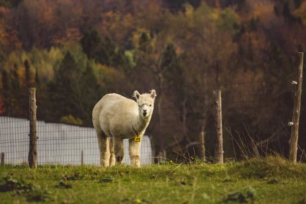 Skott av en vit lamadjur bakom ett staket — Stockfoto