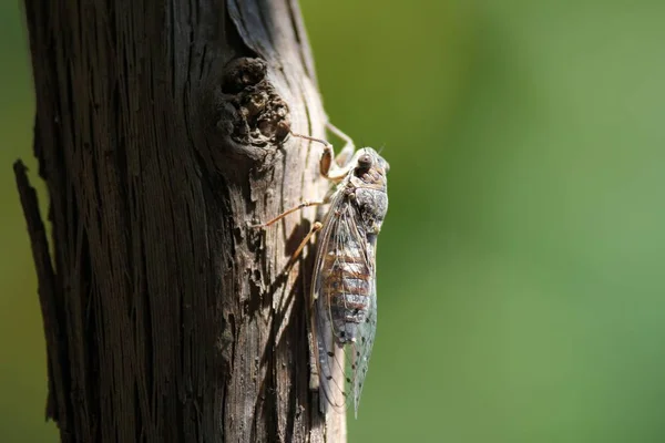 Closeup shot of an insect with wings on a tree with blurred background