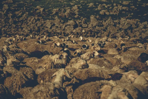 绵羊羊群 — 图库照片