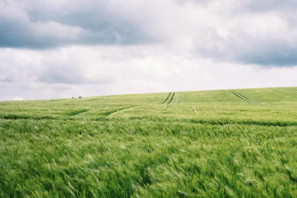 Un bellissimo campo verde con sorprendente cielo bianco nuvoloso — Foto Stock
