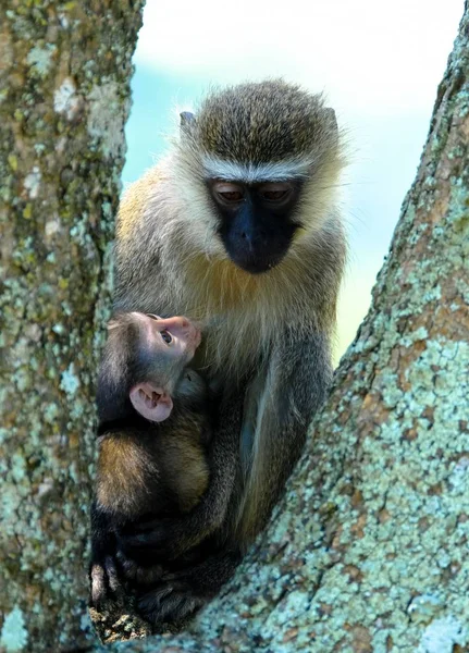 Вертикальний знімок милої мавпи біля своєї матері на дереві з розмитим тлом — стокове фото