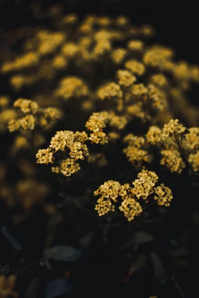 Vertikal närbild skott av vackra gröna små blommor i ett fält med en suddig natur bakgrund — Stockfoto