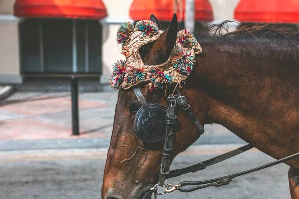 Gros plan d'un cheval brun portant un accessoire et une bride — Photo