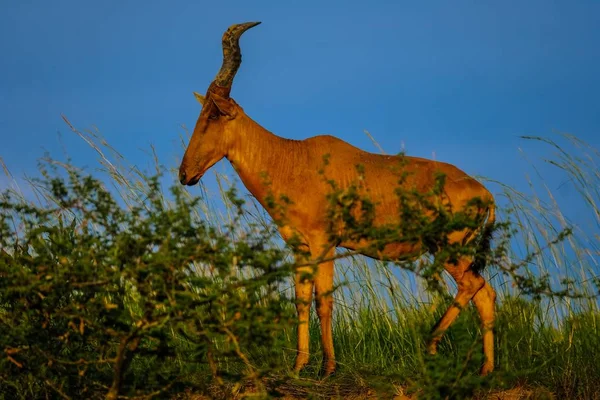 Tiro de foco seletivo de um hartebeest que está em um campo gramado perto de fábricas com céu azul — Fotografia de Stock