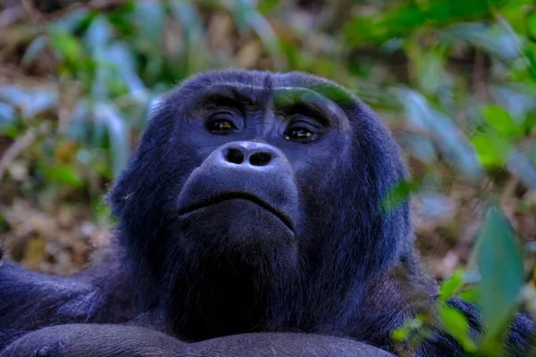 Nahaufnahme eines Orang-Utans in der Nähe von Bäumen und Pflanzen mit unscharfem natürlichen Hintergrund — Stockfoto