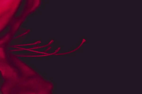 Extrem närbild av en vacker röd Wildflower i en skog — Stockfoto