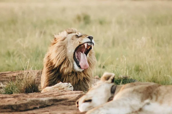 Grote leeuw leggen op de grond en geeuwen — Stockfoto