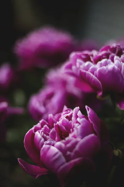 Vertikale Nahaufnahme einer schönen lila Blume — Stockfoto