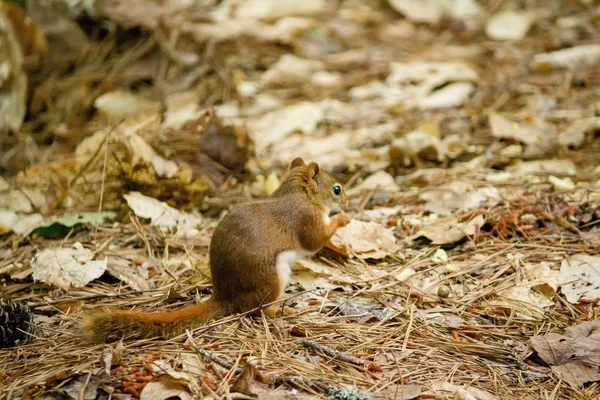 Primo piano di uno scoiattolo in piedi a terra con foglie gialle sullo sfondo — Foto Stock