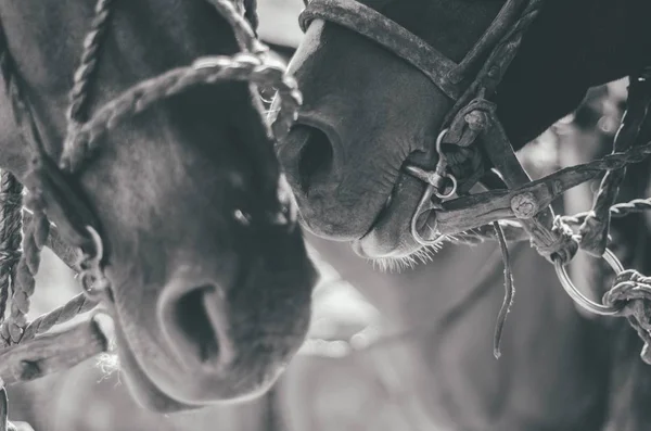 Gros plan de deux chevaux apprivoisés l'un près de l'autre en noir et blanc — Photo