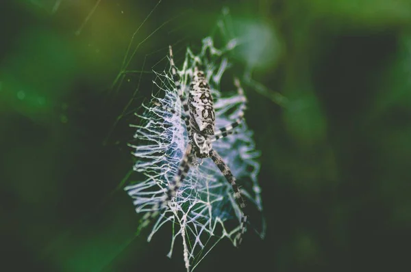 Spindel i ett nät — Stockfoto