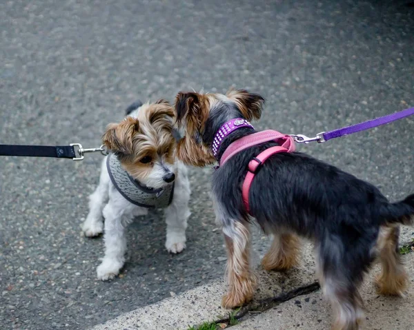 Nahaufnahme von zwei niedlichen Hunden an der Leine, die sich auf dem Bürgersteig anschauen — Stockfoto