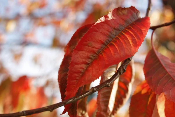 Gros plan de feuilles rouges sur une branche d'arbre — Photo