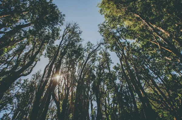 Plan à angle bas de grands arbres dans une forêt — Photo